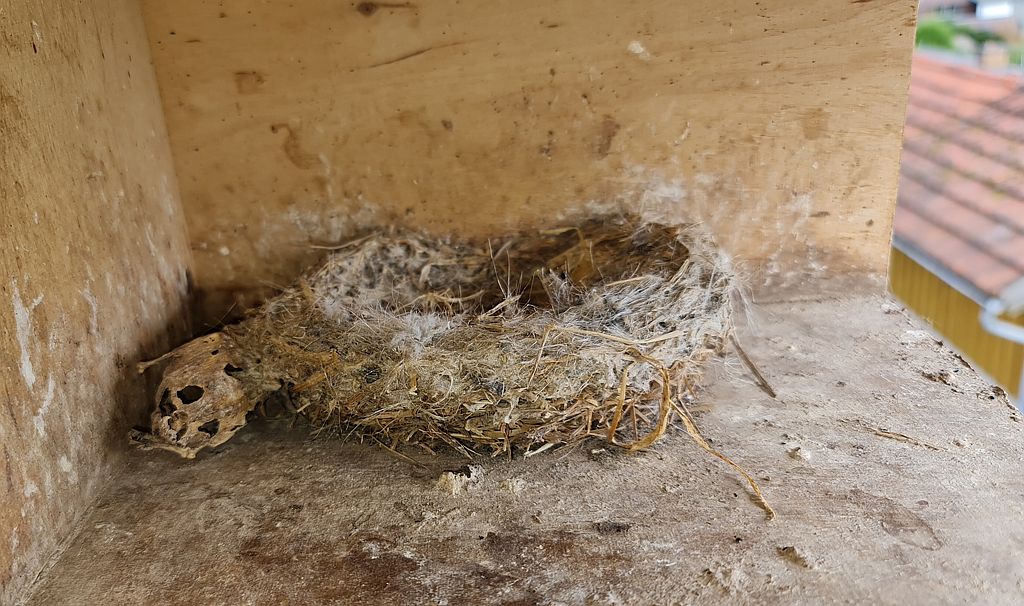 Nest mit Schädel
